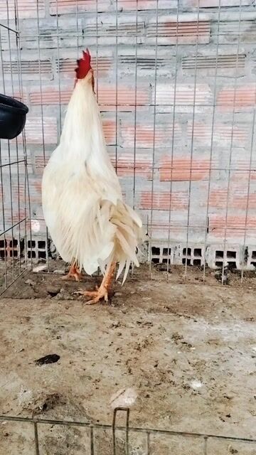 Asil Mỹ 2.8kg. Mua bán Gà tại Huyện Cù Lao Dung Sóc Trăng được đăng bởi Hải hình 1