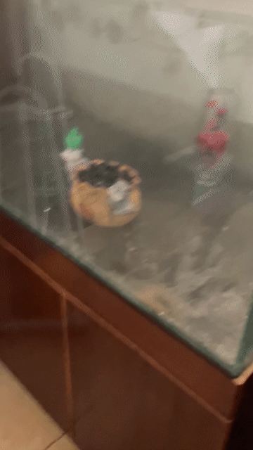 Hồ cá Kính Gỗ 1m2 Nâu. Mua bán Thú cưng khác tại Quận Hải Châu Đà Nẵng được đăng bởi Nguyễn văn Dũng hình 1