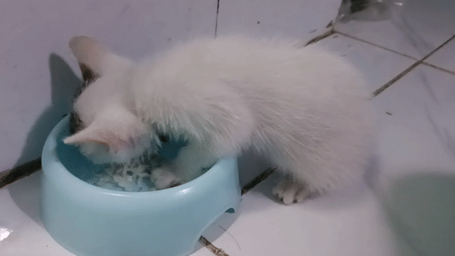 Mèo Trắng Đốm lai 1 th tuổi. Mua bán Mèo tại Quận Tân Bình Tp Hồ Chí Minh được đăng bởi Ngọc hình 1