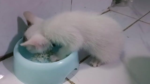 Mèo Trắng Đốm lai 1 th tuổi. Mua bán Mèo tại Quận Tân Bình Tp Hồ Chí Minh được đăng bởi Ngọc hình 1