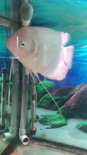 Cá Tài Phát Trắng 25 cm. Mua bán Thú cưng khác tại Quận Cầu Giấy Hà Nội được đăng bởi Nguyễn Trọng Thuỷ hình 1