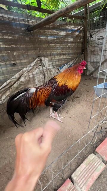 Gà chọi Điều 3kg Đực. Mua bán Gà tại Huyện Cái Bè Tiền Giang được đăng bởi Lê Ý hình 1