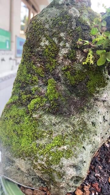Tiểu cảnh cây sam trái đang full hoa trái. Mua bán Cây cảnh, đồ trang trí tại Quận 3 Tp Hồ Chí Minh được đăng bởi Nguyễn Minh Thơ hình 1