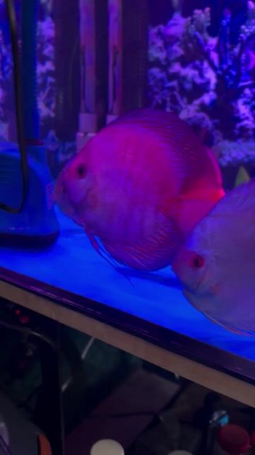 Cá dĩa lớn Đỏ Trắng. Mua bán Thú cưng khác tại Quận 11 Tp Hồ Chí Minh được đăng bởi Hoàng mai hình 1