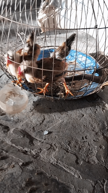 Gà tre Nâu vàng 3 tháng. Mua bán Gà tại Thị xã Bình Minh Vĩnh Long được đăng bởi hoang Nam hình 1