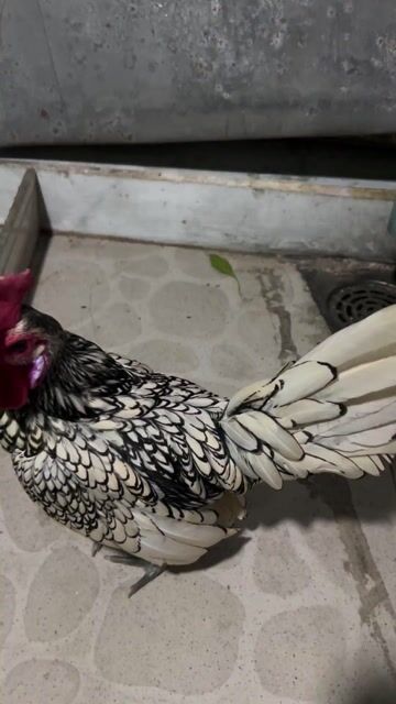 Gà vay ca trong. Mua bán Gà tại Thành phố Thủ Đức Tp Hồ Chí Minh được đăng bởi KHONG TEN hình 1