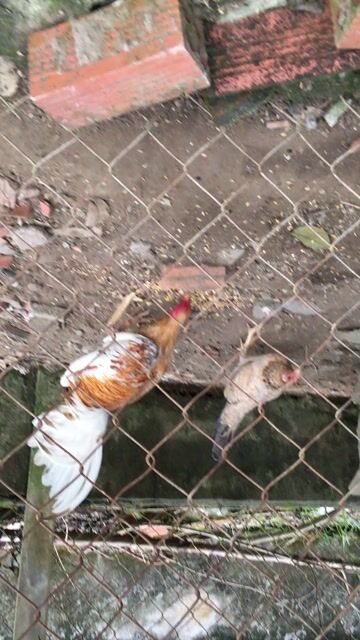 Gà Cuban trống 1.4kg. Mua bán Gà tại Thành phố Thủ Đức Tp Hồ Chí Minh được đăng bởi cuken hình 1