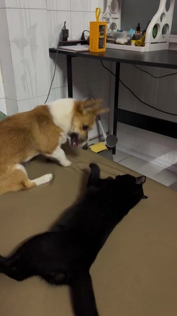 Corgi cái 9 tháng tuổi. Mua bán Chó tại Thành phố Thủ Dầu Một Bình Dương được đăng bởi Nguyễn Lộc  hình 1