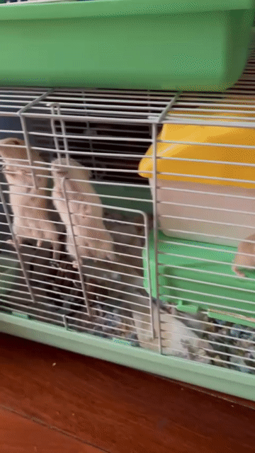 Hamster nhiều màu. Mua bán Thú cưng khác tại Quận Nam Từ Liêm Hà Nội được đăng bởi Vân Lê hình 1