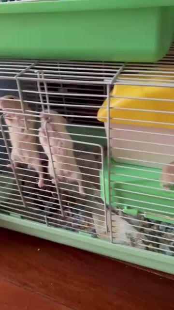 Hamster nhiều màu. Mua bán Thú cưng khác tại Quận Nam Từ Liêm Hà Nội được đăng bởi Vân Lê hình 1