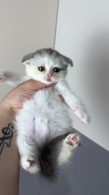 Mèo Scottish Fold Trắng xám. Mua bán Mèo tại Quận Ninh Kiều Cần Thơ được đăng bởi Trần Cẩm Đào hình 1