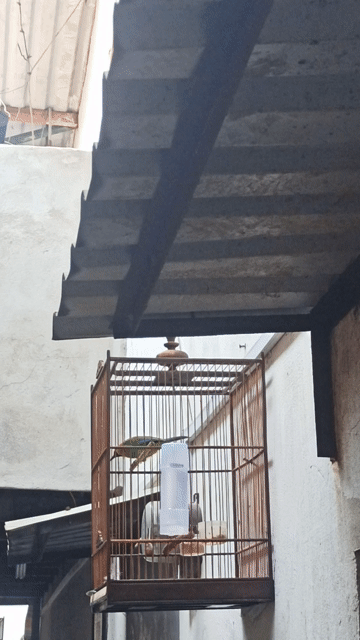 Chim Hỏa Tiễn Vàng, Xanh lá. Mua bán Chim tại Quận 12 Tp Hồ Chí Minh được đăng bởi Khổng tước  hình 1