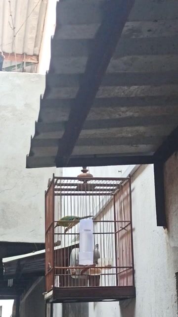 Chim Hỏa Tiễn Vàng, Xanh lá. Mua bán Chim tại Quận 12 Tp Hồ Chí Minh được đăng bởi Khổng tước  hình 1