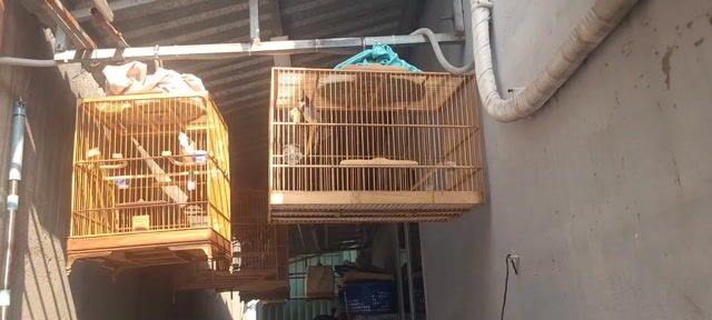 Chim chào mào đuôi trắng đấu dàn. Mua bán Chim tại Quận Bình Tân Tp Hồ Chí Minh được đăng bởi Anh tuân  hình 1