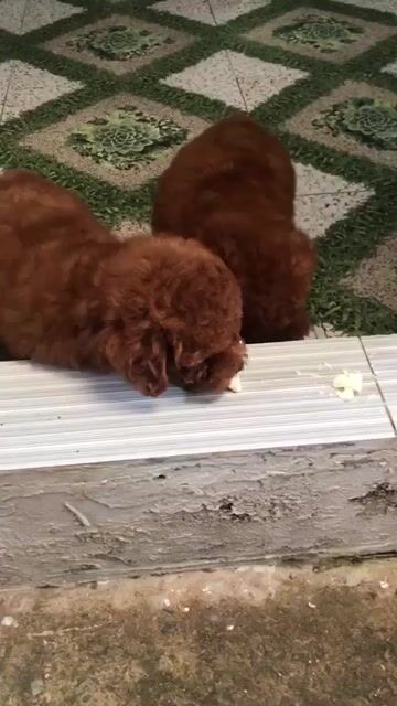 Chó Poodle nhỏ đực, cái 70 ngày đã tiêm. Mua bán Chó tại Quận Bình Tân Tp Hồ Chí Minh được đăng bởi Chó mèo cảnh miền nam hình 1