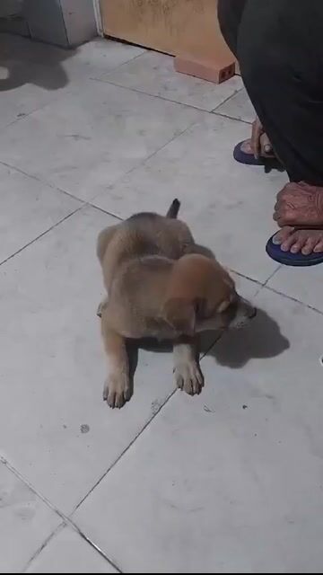 Chó con đực Đen vàng. Mua bán Chó tại Thành phố Biên Hòa Đồng Nai được đăng bởi Bà Chiều hình 1