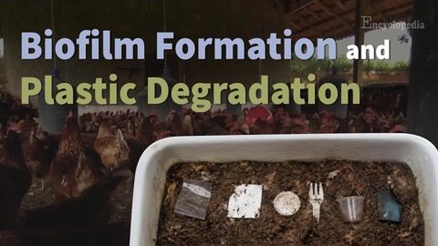Encyclopedia-Biofilm Formation and Plastic Degradation in Bacteria from Different Environments