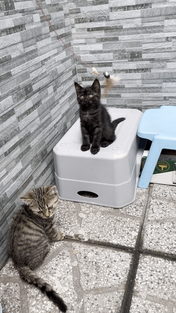 Mèo aln 2 tháng đã tẩy giun. Mua bán Mèo tại Thành phố Thủ Dầu Một Bình Dương được đăng bởi Giang Vũ (Selene) hình 1