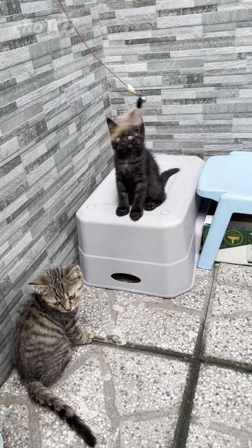 Mèo aln 2 tháng đã tẩy giun. Mua bán Mèo tại Thành phố Thủ Dầu Một Bình Dương được đăng bởi Giang Vũ (Selene) hình 1