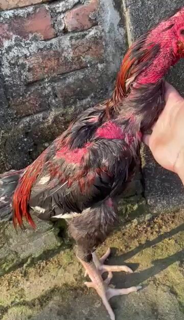 Gà đã qua sử dụng. Mua bán Gà tại Huyện Đan Phượng Hà Nội được đăng bởi Nam Duyên hình 1