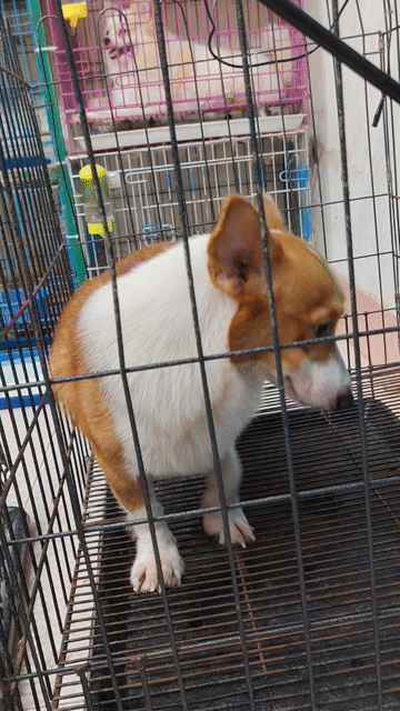 Chó Corgi đực 2.5 tuổi. Mua bán Chó tại Quận 8 Tp Hồ Chí Minh được đăng bởi khoai pet shop tp bến tre  hình 1