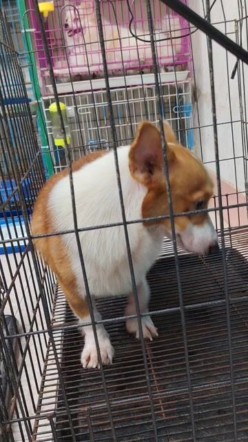 Chó Corgi đực 2.5 tuổi. Mua bán Chó tại Quận 8 Tp Hồ Chí Minh được đăng bởi khoai pet shop tp bến tre  hình 1