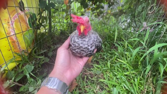 Gà cảnh Đen trắng 4.5 lạng. Mua bán Gà tại Quận Ninh Kiều Cần Thơ được đăng bởi Chuyên gà đá  hình 1