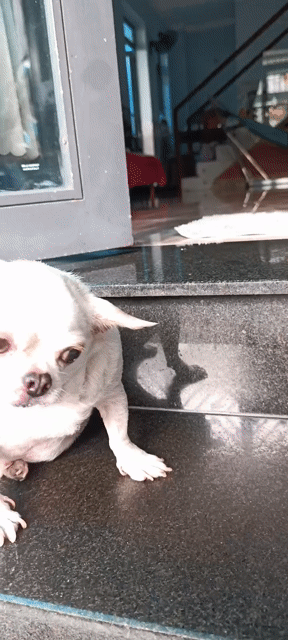 Chó Chihuahua Trắng Nhỏ Lanh lợi. Mua bán Chó tại Thành phố Thủ Đức Tp Hồ Chí Minh được đăng bởi Xuân Thành Nguyễn hình 1