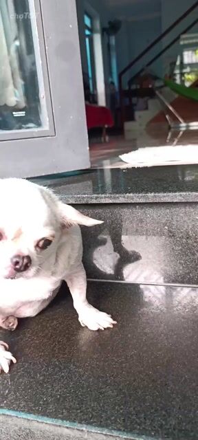 Chó Chihuahua Trắng Nhỏ Lanh lợi. Mua bán Chó tại Thành phố Thủ Đức Tp Hồ Chí Minh được đăng bởi Xuân Thành Nguyễn hình 1
