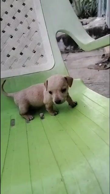 Chó Lạp Xưởng Vàng nhạt. Mua bán Chó tại Huyện Nhà Bè Tp Hồ Chí Minh được đăng bởi Giang Oppo hình 1