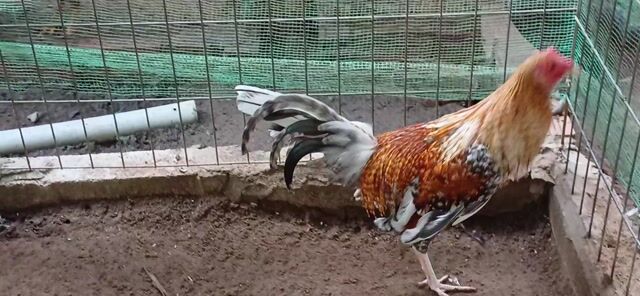 Gà chọi Cuban lai 1k220 Nâu trắng đen. Mua bán Gà tại Huyện Châu Thành Bến Tre được đăng bởi gà tre hình 1