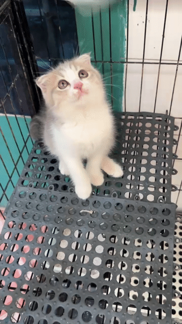 mèo ALN tai cụp. Mua bán Mèo tại Quận 11 Tp Hồ Chí Minh được đăng bởi Hoà hình 1