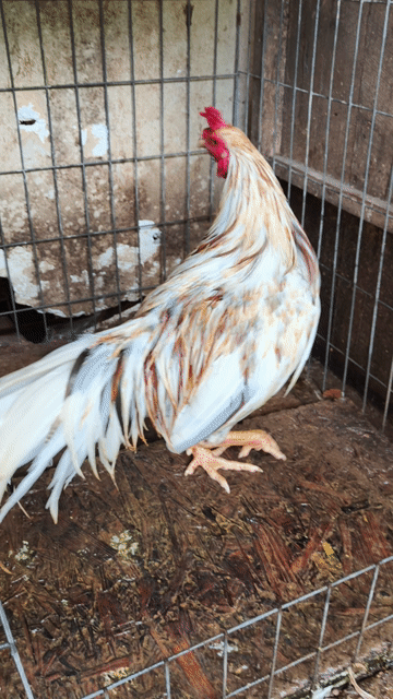 siu mỹ trang 2k9 tay 1cuc log mới tơ 8 tháng . Mua bán Gà tại Thành phố Thủ Dầu Một Bình Dương được đăng bởi Thanh Tiền hình 1