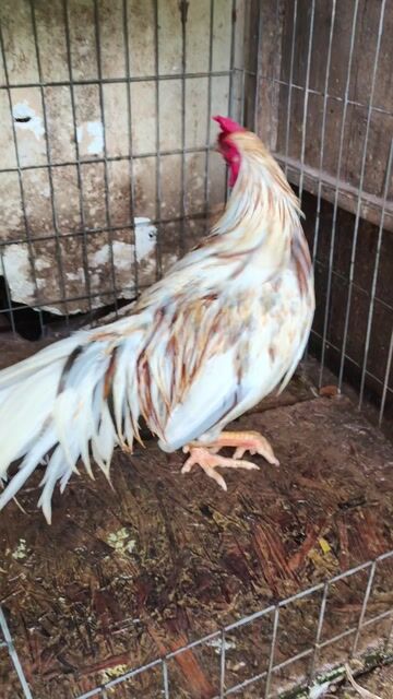 siu mỹ trang 2k9 tay 1cuc log mới tơ 8 tháng . Mua bán Gà tại Thành phố Thủ Dầu Một Bình Dương được đăng bởi Thanh Tiền hình 1
