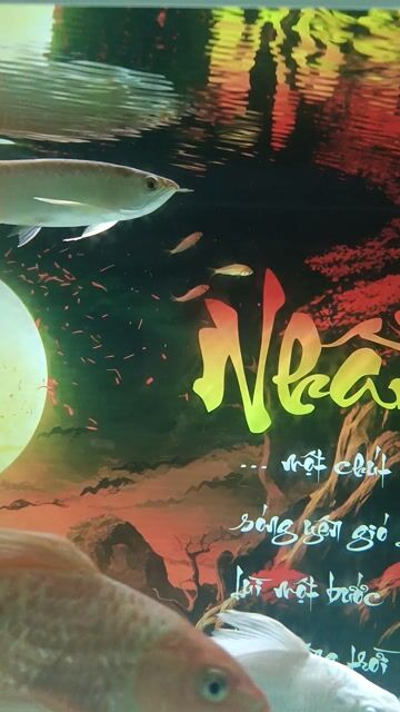 Cá rồng hồng long đuôi đỏ lai huyết. Mua bán Thú cưng khác tại Huyện Bình Chánh Tp Hồ Chí Minh được đăng bởi Hồng hình 1