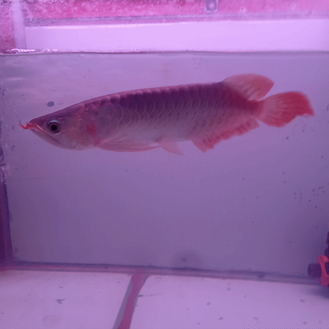 Cá huyết long 28-30cm Đỏ. Mua bán Thú cưng khác tại Huyện Phong Điền Cần Thơ được đăng bởi Phuc hình 1