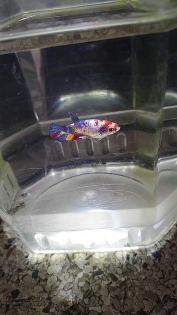 Cá betta 6. Mua bán Thú cưng khác tại Huyện Trà Ôn Vĩnh Long được đăng bởi Hồng Thúy hình 1