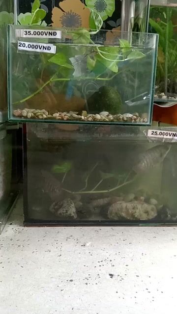 Cá tai tượng, Betta, lau kính vàng khỏe mạnh. Mua bán Thú cưng khác tại Thành phố Thủ Đức Tp Hồ Chí Minh được đăng bởi Thanh Tam hình 1