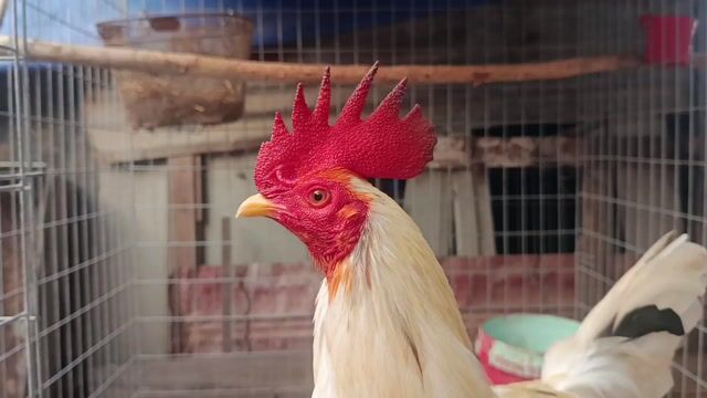 bướm lá kg630. Mua bán Gà tại Huyện Cần Đước Long An được đăng bởi Anh khoa cần đước  hình 1