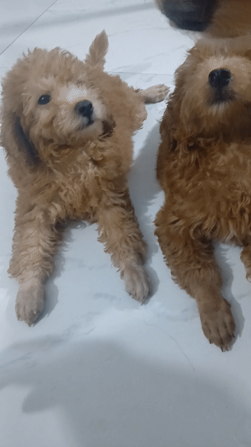 Chó Poodle nâu chó con. Mua bán Chó tại Huyện Hoài Đức Hà Nội được đăng bởi Hồng minh hình 1