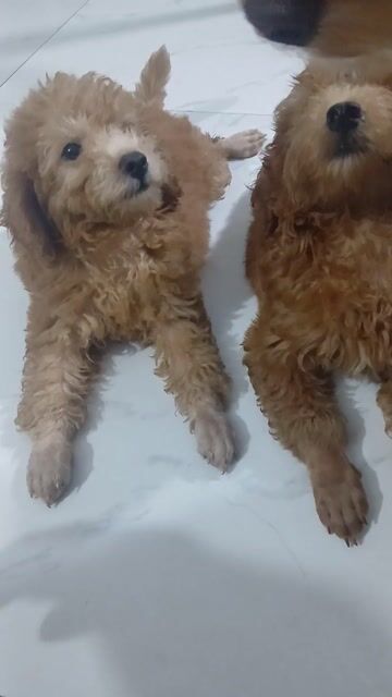 Chó Poodle nâu chó con. Mua bán Chó tại Huyện Hoài Đức Hà Nội được đăng bởi Hồng minh hình 1