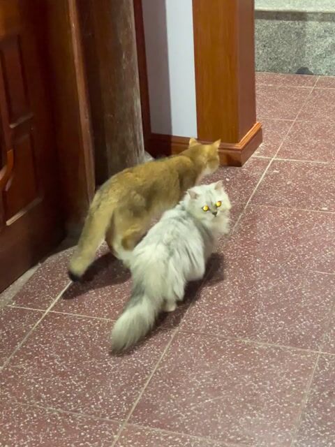 Mèo Anh lông ngắn Golden. Mua bán Mèo tại Huyện Kỳ Anh Hà Tĩnh được đăng bởi Tên chưa cung cấp hình 1