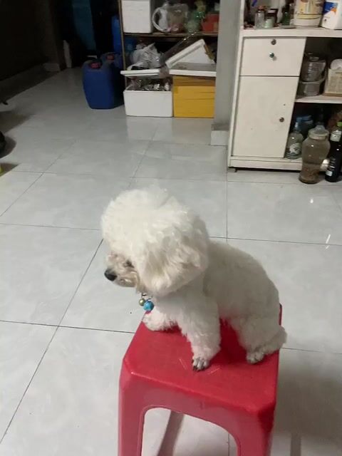 Chó Poodle tiny cái. Mua bán Chó tại Huyện Quốc Oai Hà Nội được đăng bởi Đăng hình 1