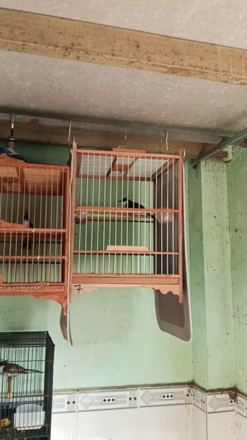 thanh lý 5 con 1250k . Mua bán Chim tại Thành phố Biên Hòa Đồng Nai được đăng bởi Lê Quang Sang hình 1