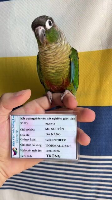 Vẹt nuôi pet GreenCheek ngoan hiền dễ thương. Mua bán Chim tại Quận Thanh Khê Đà Nẵng được đăng bởi Văn Định hình 1