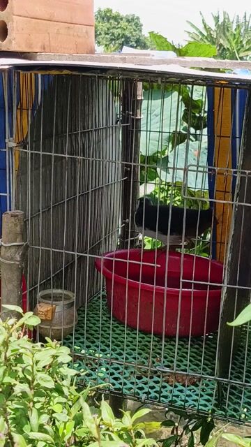 Đổi quốc lấy gà tre Tân châu. Mua bán Chim tại Thành phố Long Xuyên An Giang được đăng bởi Tuấn hình 1