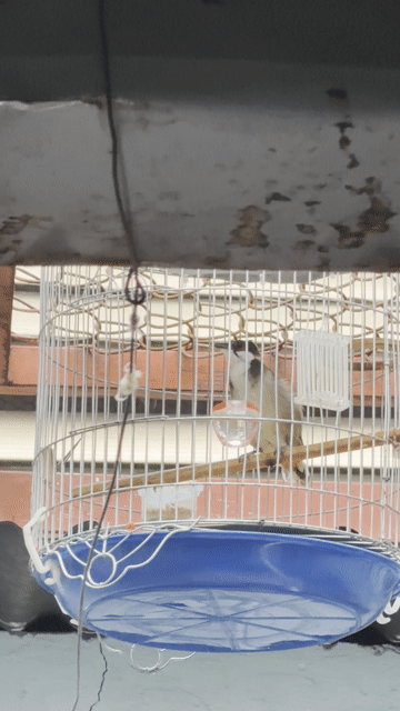 Chim chào mào trống đang thay lông. Mua bán Chim tại Quận 7 Tp Hồ Chí Minh được đăng bởi tấn  hình 1