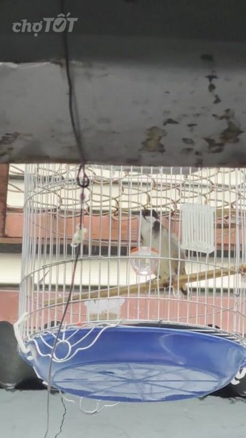 Chim chào mào trống đang thay lông. Mua bán Chim tại Quận 7 Tp Hồ Chí Minh được đăng bởi tấn  hình 1