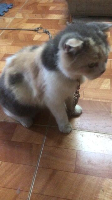 Mèo Tam thể cái đang mang thai. Mua bán Mèo tại Quận Nam Từ Liêm Hà Nội được đăng bởi Phạm Văn Phúc  hình 1