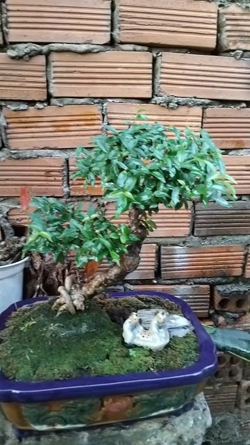 Mai chiếu thủy Mini để bàn.. Mua bán Cây cảnh, đồ trang trí tại Quận 12 Tp Hồ Chí Minh được đăng bởi ĐẠT hình 1